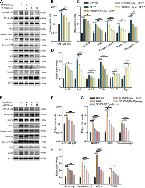 Activation of Rev erbα inhibited microglial activation induced by MPP