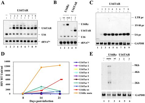 A Nucleolar Tar Decoy Inhibitor Of Hiv Replication Pnas