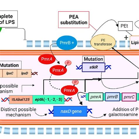 PDF A Review Of Resistance To Polymyxins And Evolving Mobile Colistin