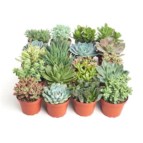 Shop Succulents 4 In Assorted Succulent Collection Succulent