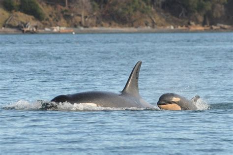 Orca Calf Found Dead On Vancouver Island Coast Cause Unknown Ctv