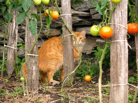 Comment Empecher Les Chats De Faire Caca Dans Mon Jardin Terrasses