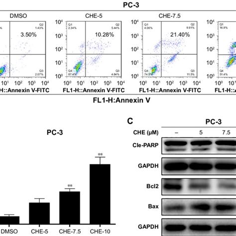 Che Induced Apoptosis In Prostate Cancer Pc 3 Cells Notes Cells Were