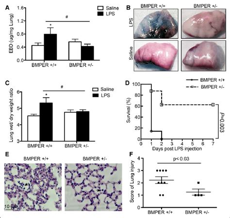 BMPER Bone Morphogenetic Protein Binding Endothelial Regulator