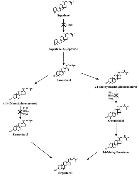 Ergosterol Biosynthetic Pathway Steps At Which Various Antifungal