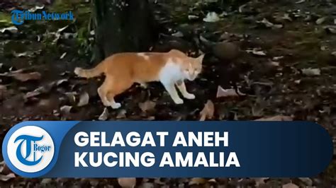 Gelagat Aneh Kucing Kesayangan Amalia Saat Hari Pembunuhan Tidak