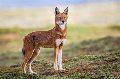 ethiopian wolf project  burrard lucas