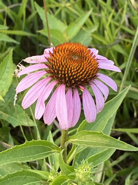 Purple Coneflower – Davis Prairie