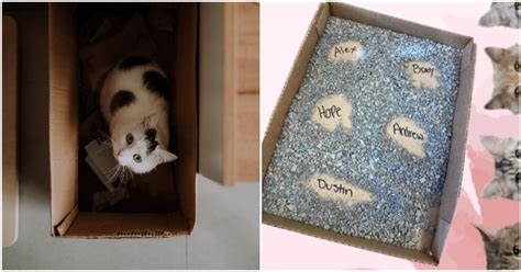 Animal Shelter Will Add Your Exs Name To A Litter Box For Valentines Day