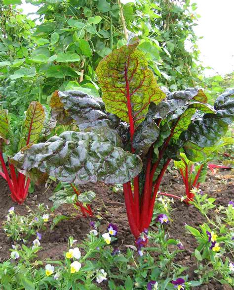 BETA Vulgaris RHUBARB CHARD Muller Seeds