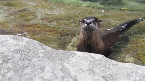 Experiences | The Maryland Zoo