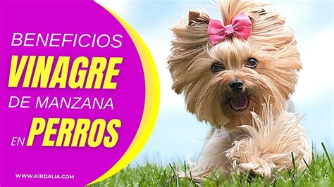 El Vinagre Evita Que Los Perros Mastiquen