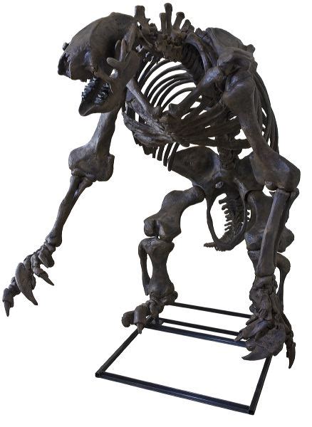 Eremotherium eomigrans VERNE – Giant Ground Sloth Skeleton – Display ...