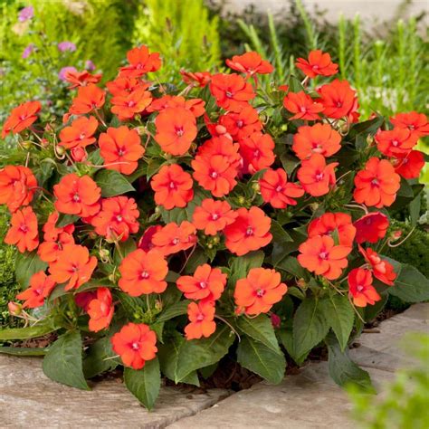 Reviews For Sunpatiens 25 In Vigorous Orange Sunpatiens Impatiens