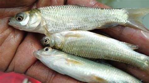 ব্ল্যাক কার্প মাছের পোনা Back Carp Fish Farming 01911278549 ব্লাক