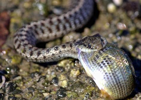 Garter Snake Behavior - AnimalBehaviorCorner