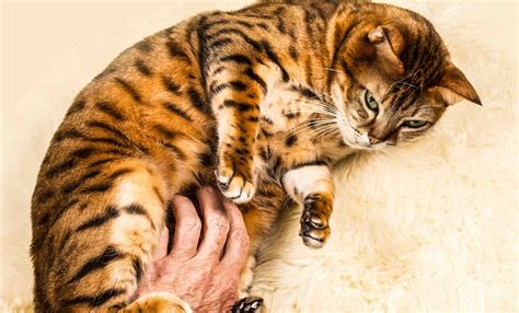 Pourquoi Le Chat Du Voisin Vient Toujours Chez Moi Housekeeping