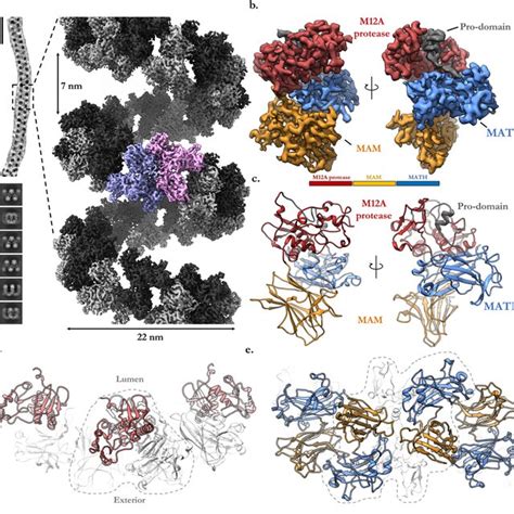 The cryo EM reconstruction of helical meprin α a A representative