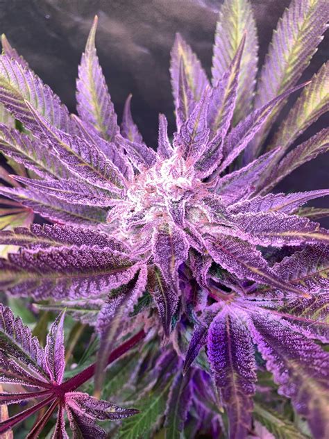 Purple Punch Strain Seed Bank Feminized Purple Punch Seeds