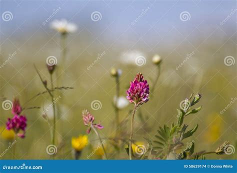 Flores Selvagens No Prado No Dia Brilhante Foto De Stock Imagem De