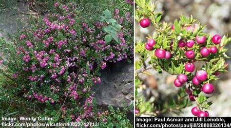 32 Shrubs And Trees With Purple Berries Identification Guide