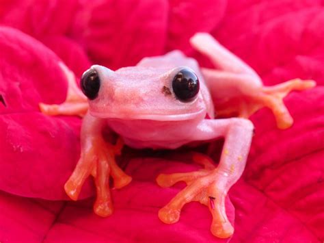 Pink Tree Frogs