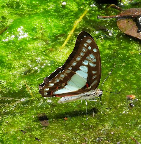 Graphium Eurypylus Lycaon From The Palmetum Douglas QLD 4814