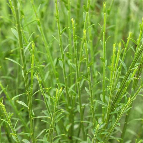 Edelginster Lena Cytisus Scoparius Lena Ginster Garten Schl Ter