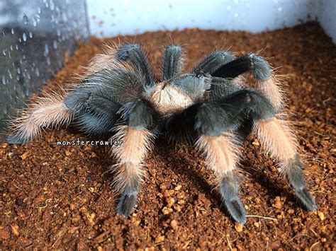 Tarantula Tarantulasofinstagram Tarantulakeeperindonesia