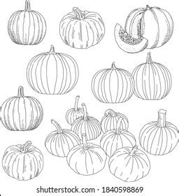 Pumpkins Hand Drawn Vector Set Stock Vector Royalty Free