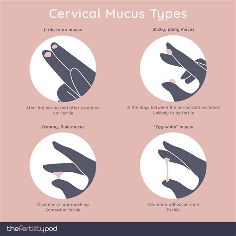 Identifying Stages Of Cervical Mucus 46 Off