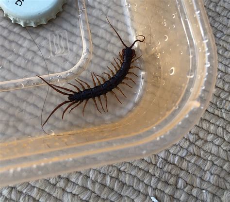 Greater Lithobius From St Ives On June 21 2020 At 0633 Pm By