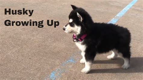 Husky And Corgi Puppies Growing Up Youtube