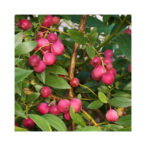 Buy Pink Lemonade Blueberry Plant Pink Blueberry Tree Fruit Bush 5 To