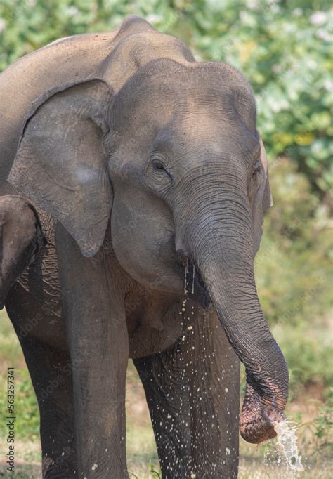 Elephant spraying water with its trunk; A young elephant gently swaying ...