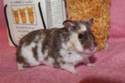 Syrian Hamster Colors and Coats - Phoenix Ashes Hamstery