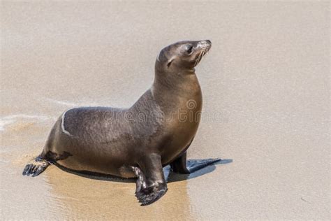 Sea Lion Portrait On The Beach In La Jolla California Stock Image