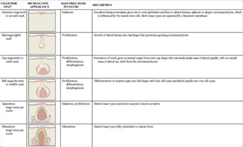 Tooth Development And Eruption Ch 6 Flashcards Quizlet