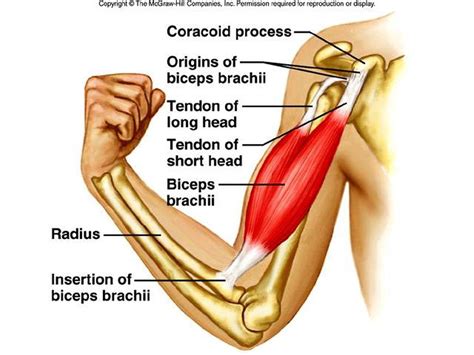 Biceps Brachialis