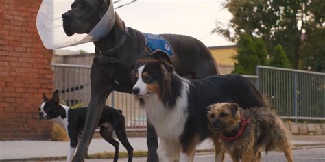 Will Ferrell Is An Adorable & Foul-Mouthed Dog In NSFW Strays Trailer