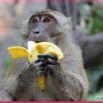 MONKE BANANA Meme Generator - Imgflip