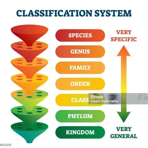 classification system vector illustration labeled taxonomic rank scheme