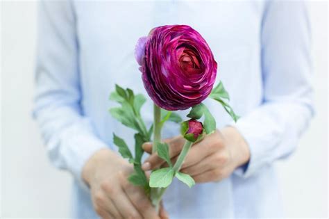 Ранункулюс Клуни искусственный крупный Малиновое вино | Купить ...