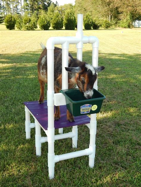 Goat Milking Stand Nigerian Dwarf Pygmy Sheep Milk Table Heavy Duty Pvc