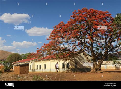 Flamboyant Flame Trees Are Very Colourful Originating In Madagascar