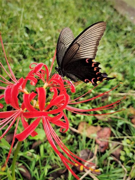 Amazon Red Spider Lily Lycoris Radiata Bulbs For Planting Easy