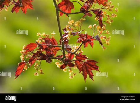 Neue Bl Tter Und Bl Ten Von Einem Roten Blatt Ahorn Acer Platanoides