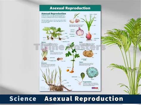 Asexual Reproduction Teaching Resources