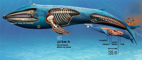 Baleia azul características alimentação e habitat Toda Matéria