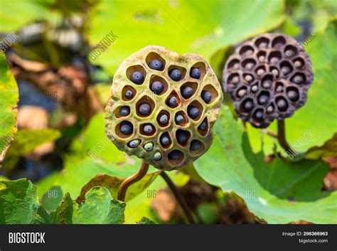 Lotus Seed Pods Garden Image & Photo (Free Trial) | Bigstock